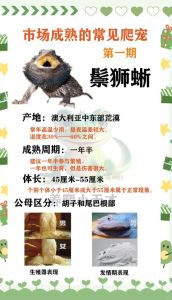红鬣蜥为什么不能随便养，西安红鬣蜥掉落 警民合力捕获
