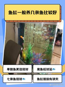 40缸多少小型鱼合适，小型鱼缸养孔雀鱼，别繁殖，20条合适，注意水质