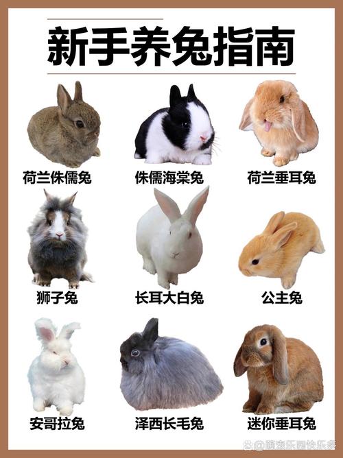 现在养长毛兔赚钱吗，选对品种多赚钱