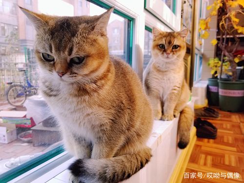 晚上阳台门关好猫在阳台会热吗,关阳台门要考虑猫咪冷暖,叫声可能表示孤单 晚上阳台门关好猫在阳台会热吗,关阳台门要考虑猫咪冷暖,叫声可能表示孤单