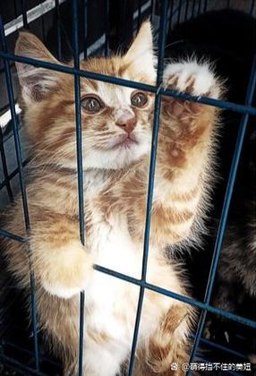 猫晚上要不要关笼子里,猫晚上乱跑吵人怎么办? 猫晚上要不要关笼子里,猫晚上乱跑吵人怎么办?