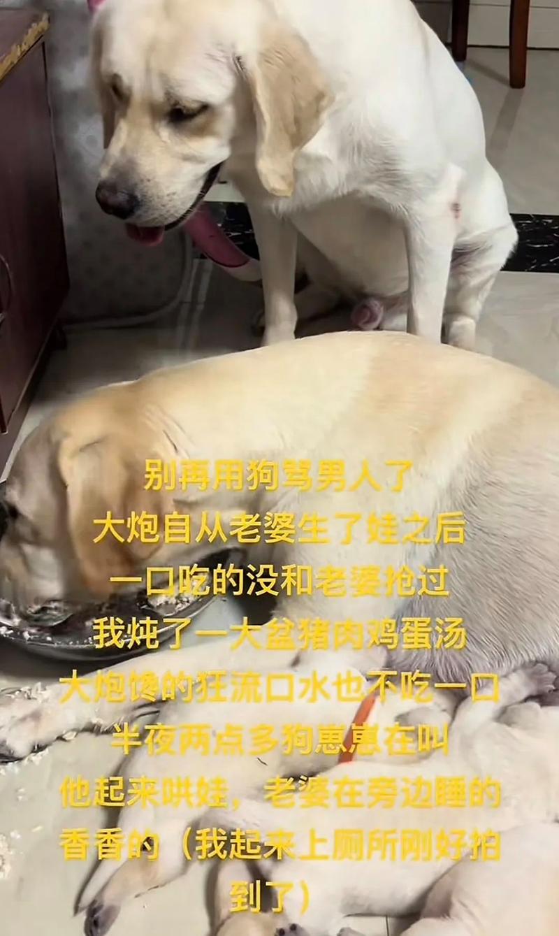 怕狗的妻子为了我养了一条狗,老婆怕狗养金毛,家宴提前未婚妻,我决定离婚 怕狗的妻子为了我养了一条狗,老婆怕狗养金毛,家宴提前未婚妻,我决定离婚