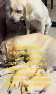 怕狗的妻子为了我养了一条狗，老婆怕狗养金毛，家宴提前未婚妻，我决定离婚