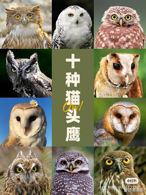 猫头鹰的眼睛最怕什么,给它们留片森林好家园 猫头鹰的眼睛最怕什么,给它们留片森林好家园