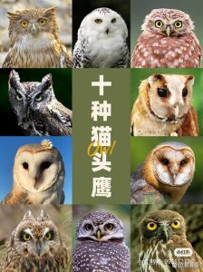 猫头鹰的眼睛最怕什么，给它们留片森林好家园