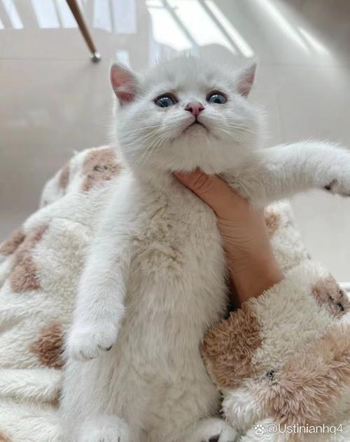 猫养了三四年不想养了，养猫乐趣多，但也有烦恼和无奈