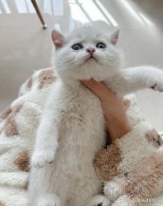 猫养了三四年不想养了，养猫乐趣多，但也有烦恼和无奈
