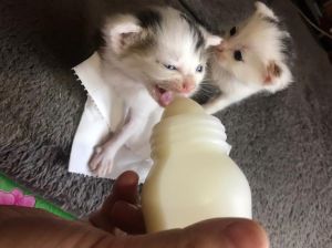 小猫咪出生喂养什么，小猫母乳喂养与科学喂养指南