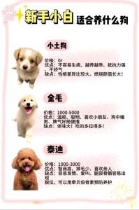 市区养什么狗不麻烦，小体型狗狗更方便