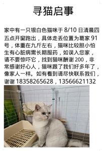 猫出走20小时自己能找回来吗，急寻走丢猫咪！前12小时在家附近，多用心找能回来！