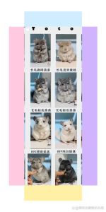 龙猫几个月成年，龙猫成长看体型，小宝宝二两多，成年五两以上