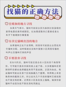 猫丢了三天怎么找最有效，走丢猫别追，放零食玩具它自来