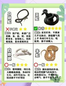 养蛇注意事项，防逃控温喂食观察，合法负责任