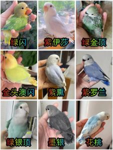 家庭适合养什么品种的鹦鹉，养鹦鹉是长期承诺，选对品种很重要！