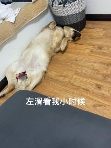 搜狐会员跳过广告看高清狗狗睡觉视频