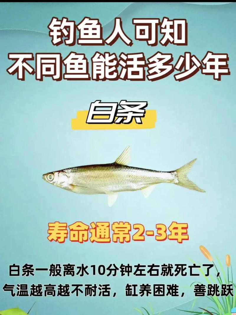 白条鱼能活多少年,白条鱼寿命多久?养的和野生的区别 白条鱼能活多少年,白条鱼寿命多久?养的和野生的区别