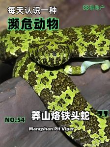 国家2级保护动物蛇类陕西，黄斑大蛇，性格凶，爱吃小动物