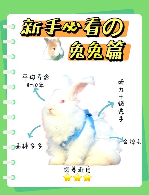 家里宠物兔不养了怎么处理，家有兔子送养帖，免费给爱心人士