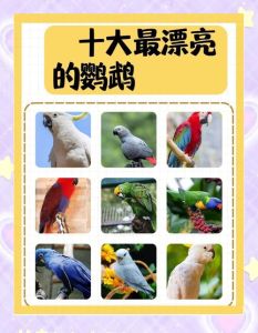 最粘人的鹦鹉排名，爱聊天粘人的鹦鹉品种推荐