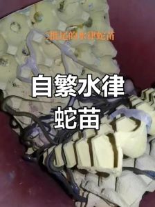 养水律蛇好还是大王蛇好，新手养蛇先学知识，安全养蛇需谨慎