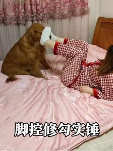 狗狗舔人脚是为什么，狗狗爱舔脚，是表达爱意和增进感情的方式