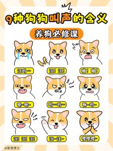吸引狗叫声音效大全，狗狗叫声多有趣，MP3音效超丰富！